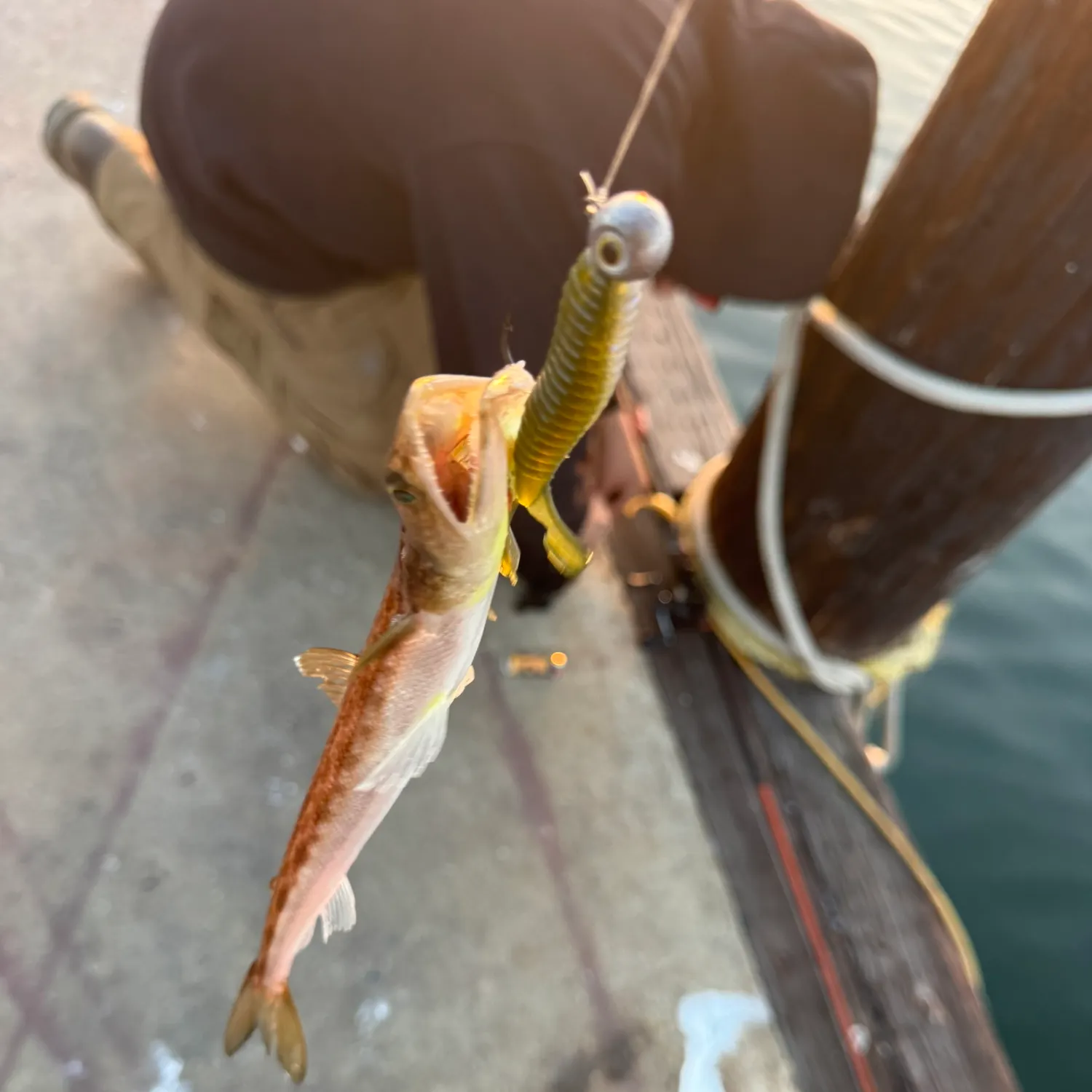 The most recent Inshore lizardfish catches on Fishbrain