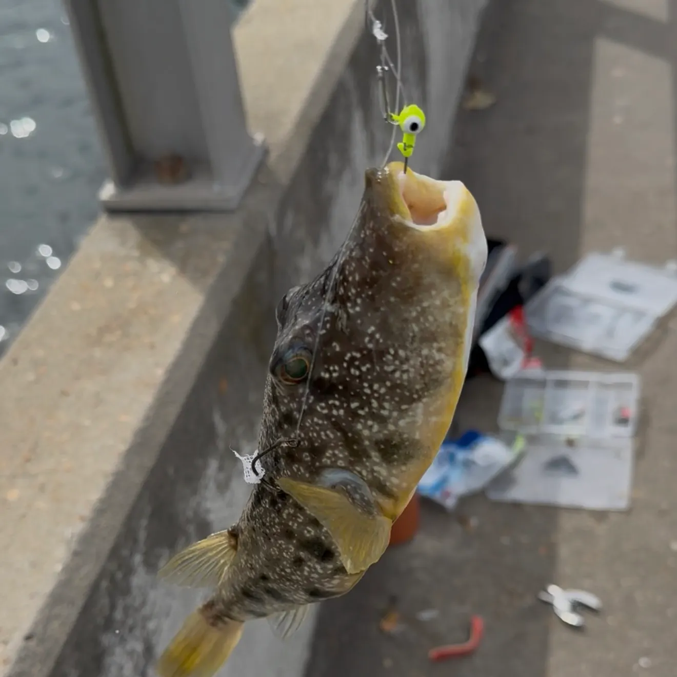 The most recent Checkered puffer catches on Fishbrain