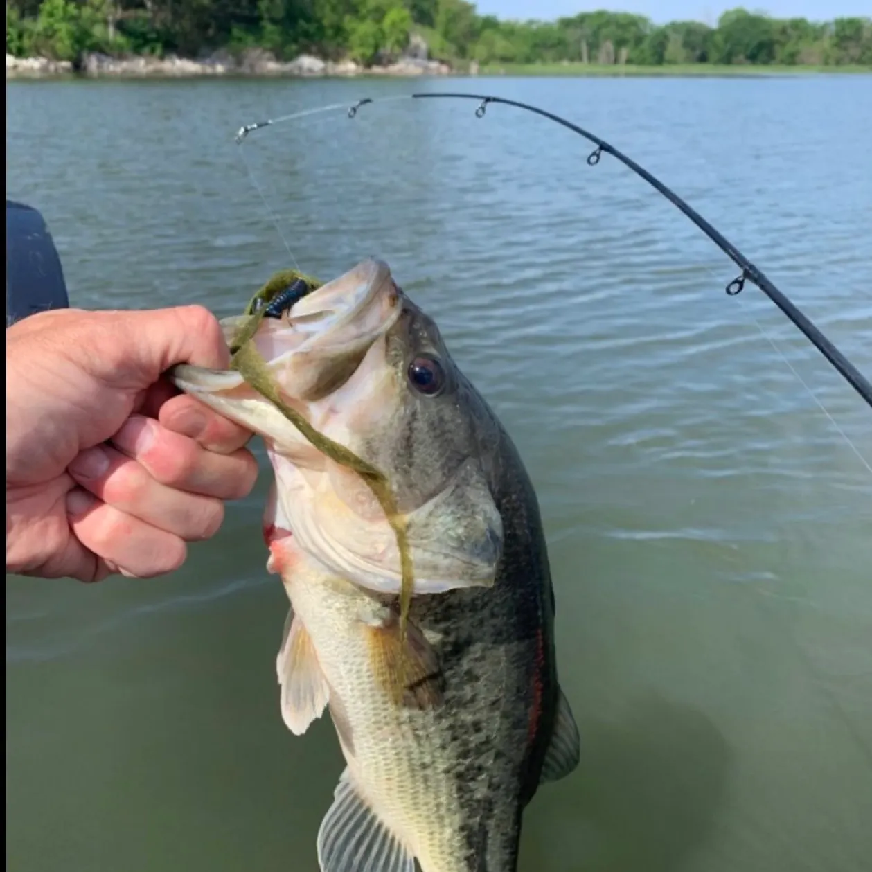 Fish caught on Fishbrain
