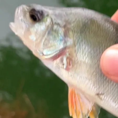 European perch caught on Fishbrain