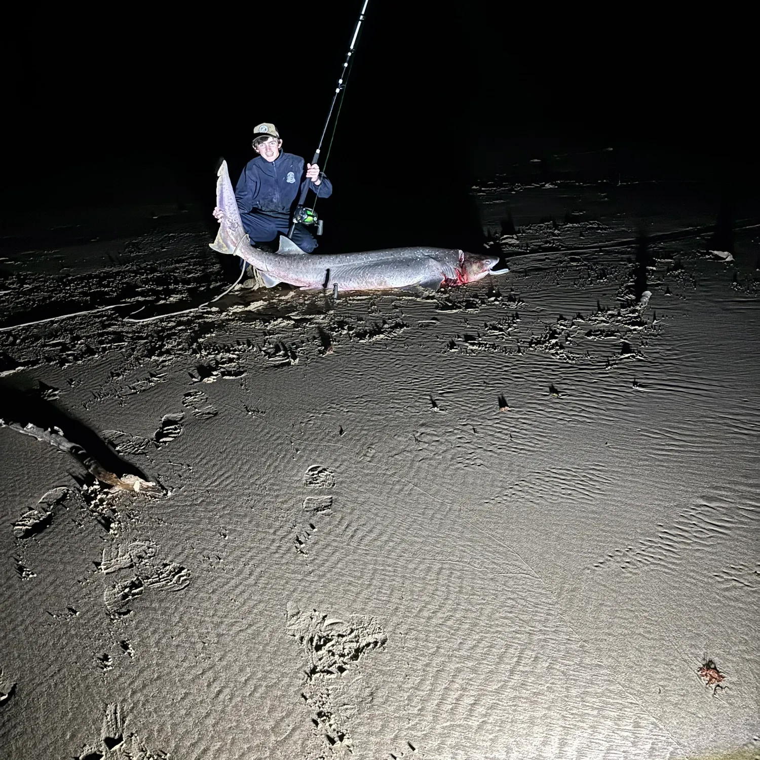 The most recent Broadnose sevengill shark catches on Fishbrain