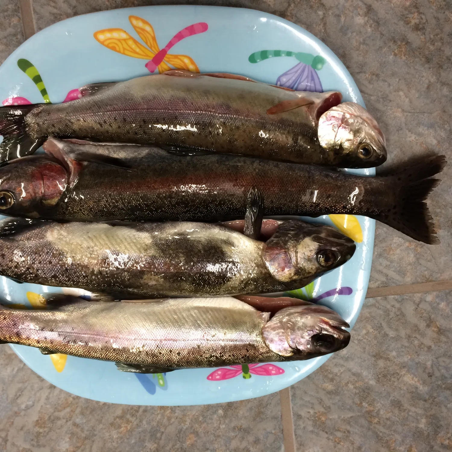 recently logged catches