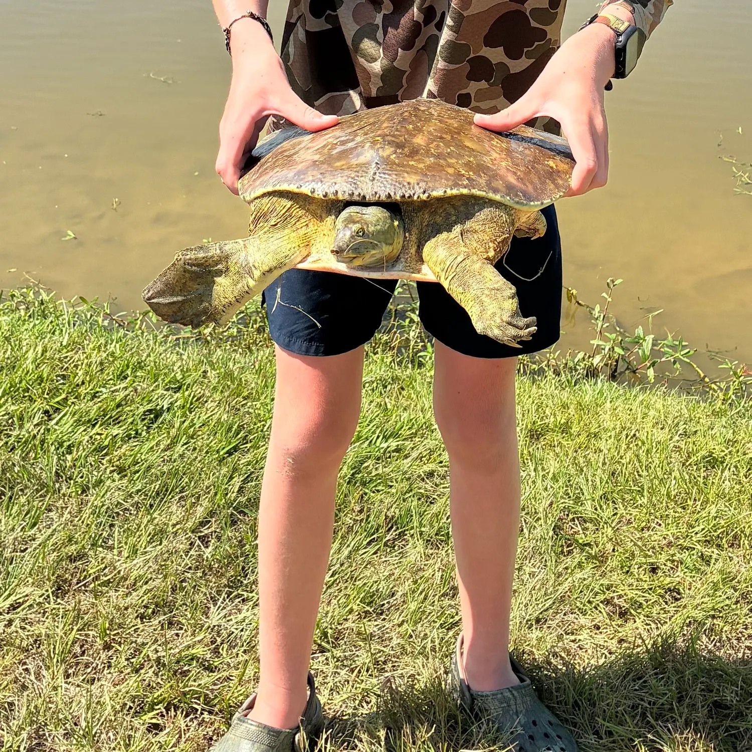 Spiny softshell turtle caught on Fishbrain