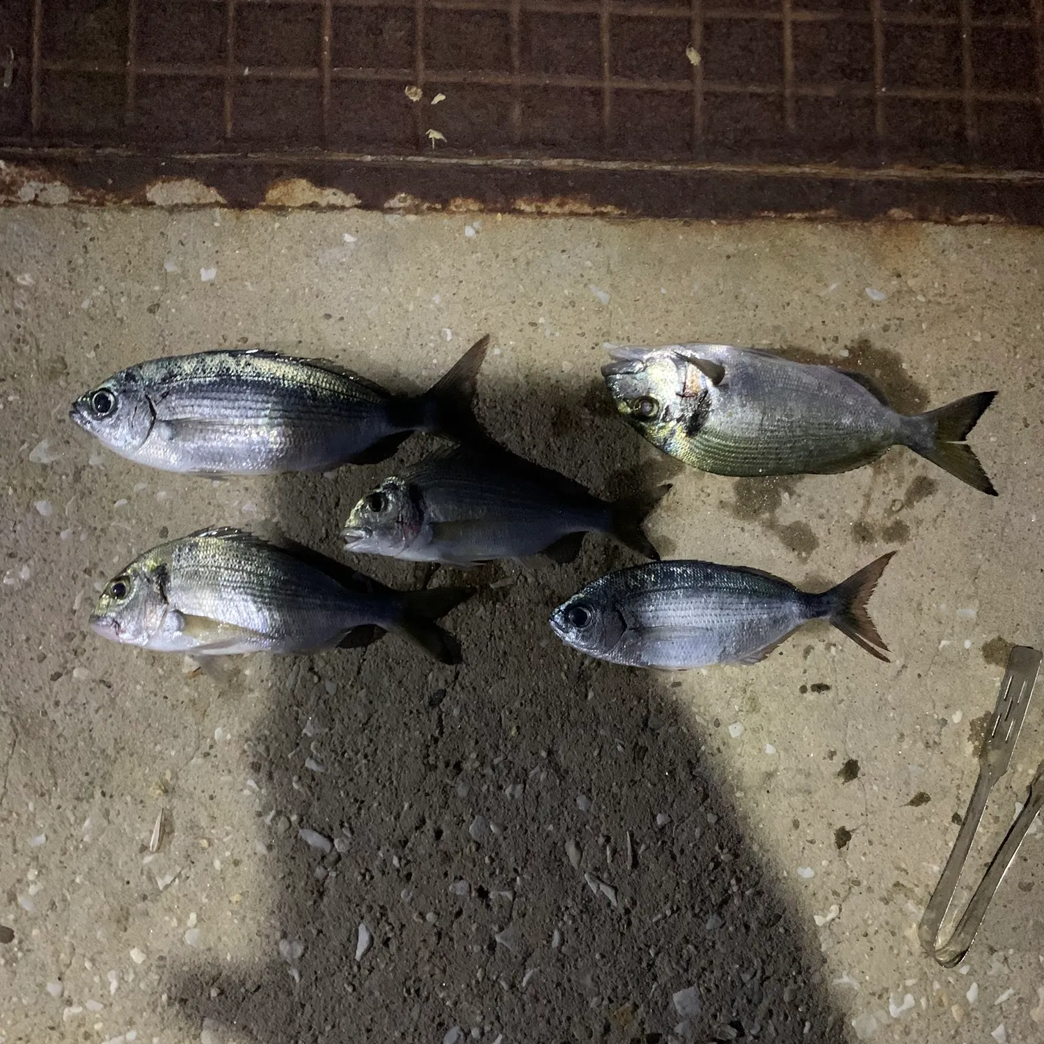 The most recent White seabream catches on Fishbrain