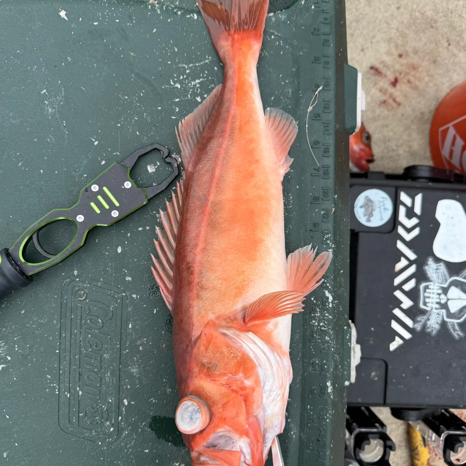 The most recent Chilipepper catches on Fishbrain