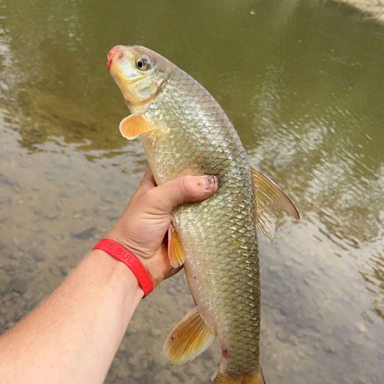 The most recent Smallmouth redhorse catches on Fishbrain