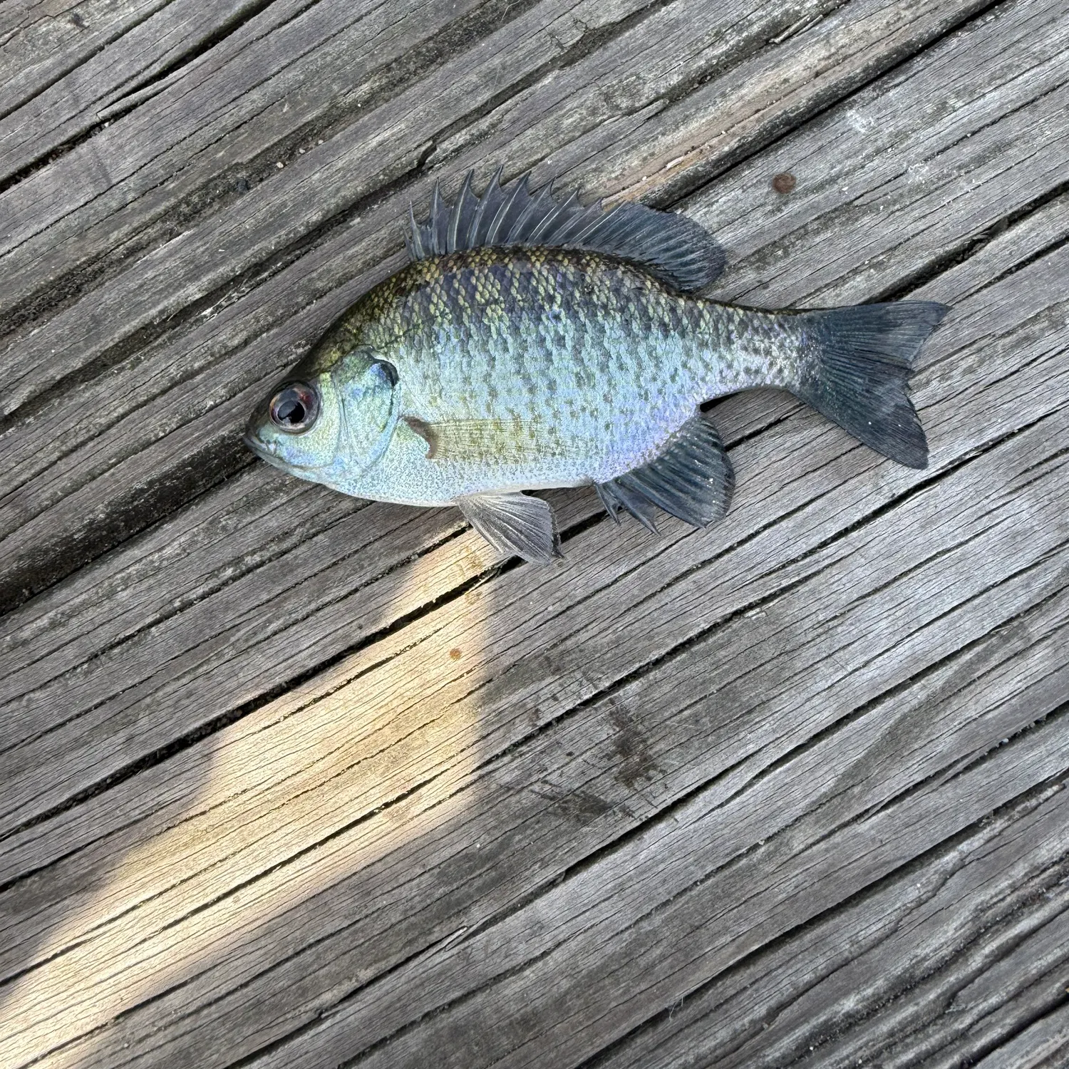 Bluegill caught on Fishbrain