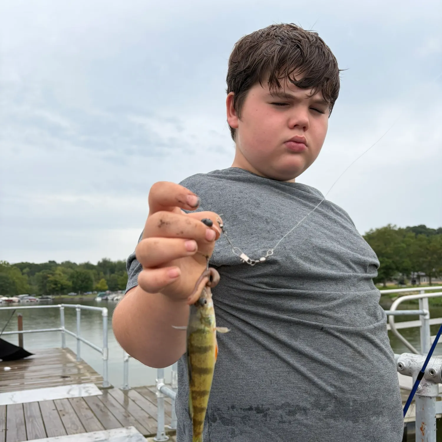 Yellow perch caught on Fishbrain