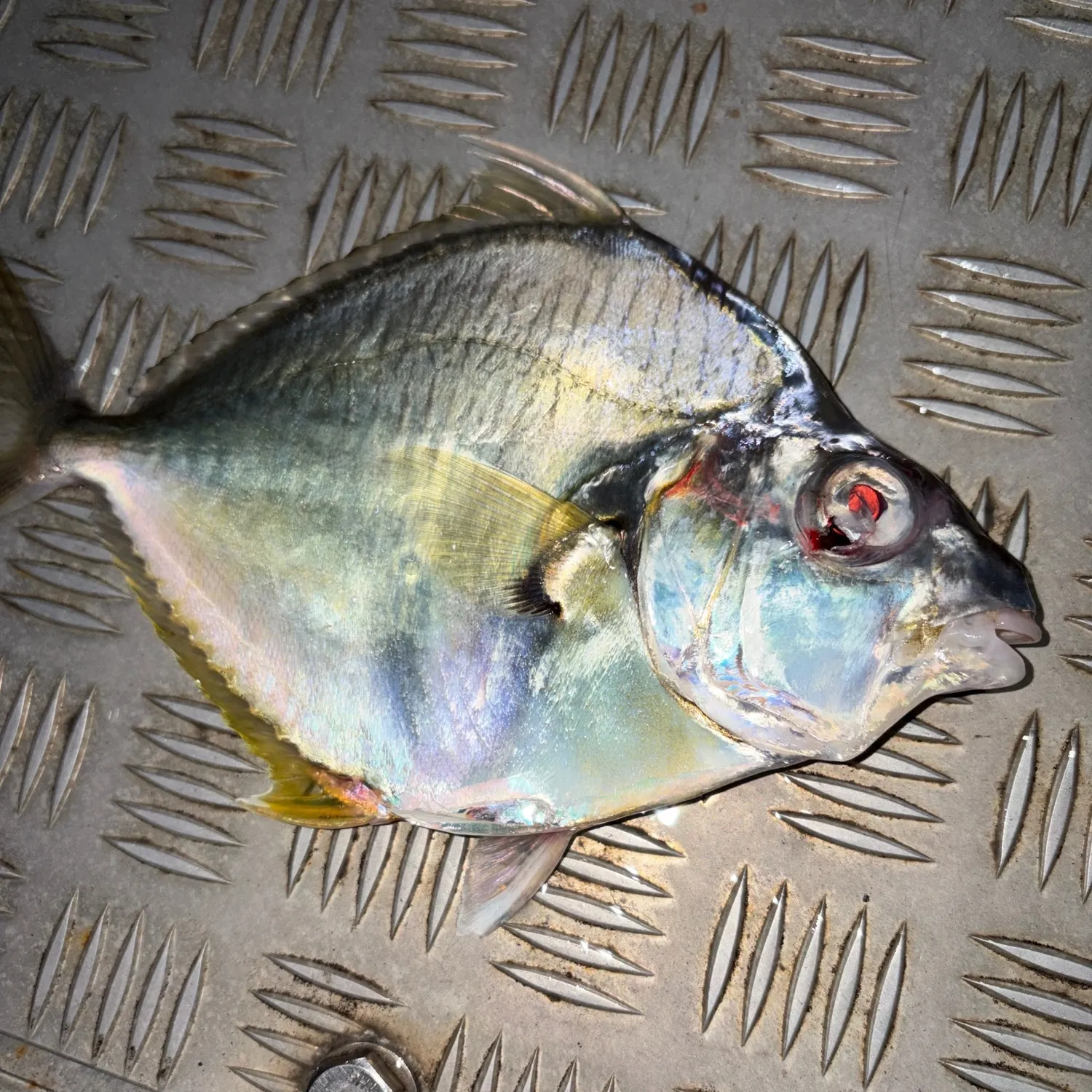 The most recent Common ponyfish catches on Fishbrain