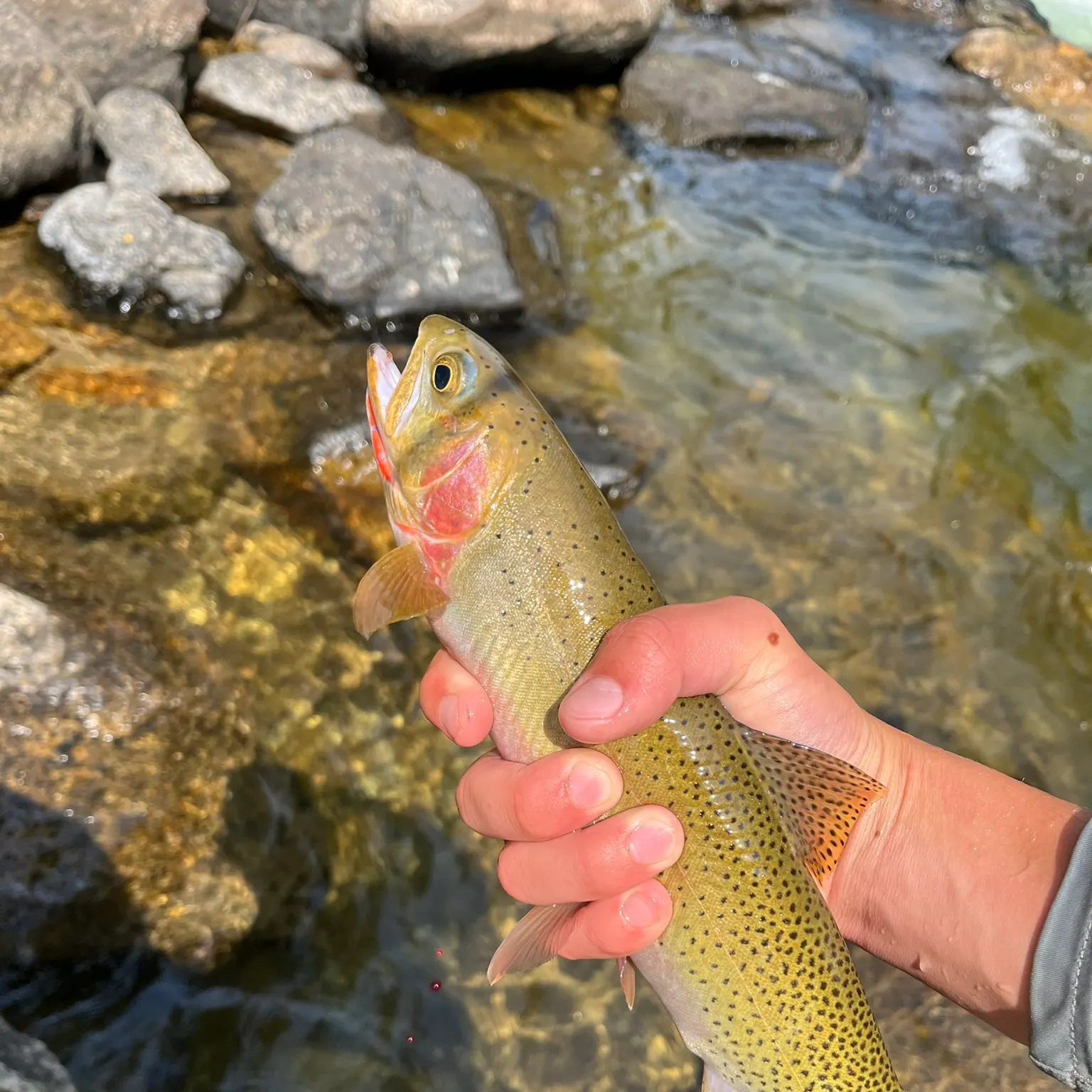 Cutthroat trout caught on Fishbrain
