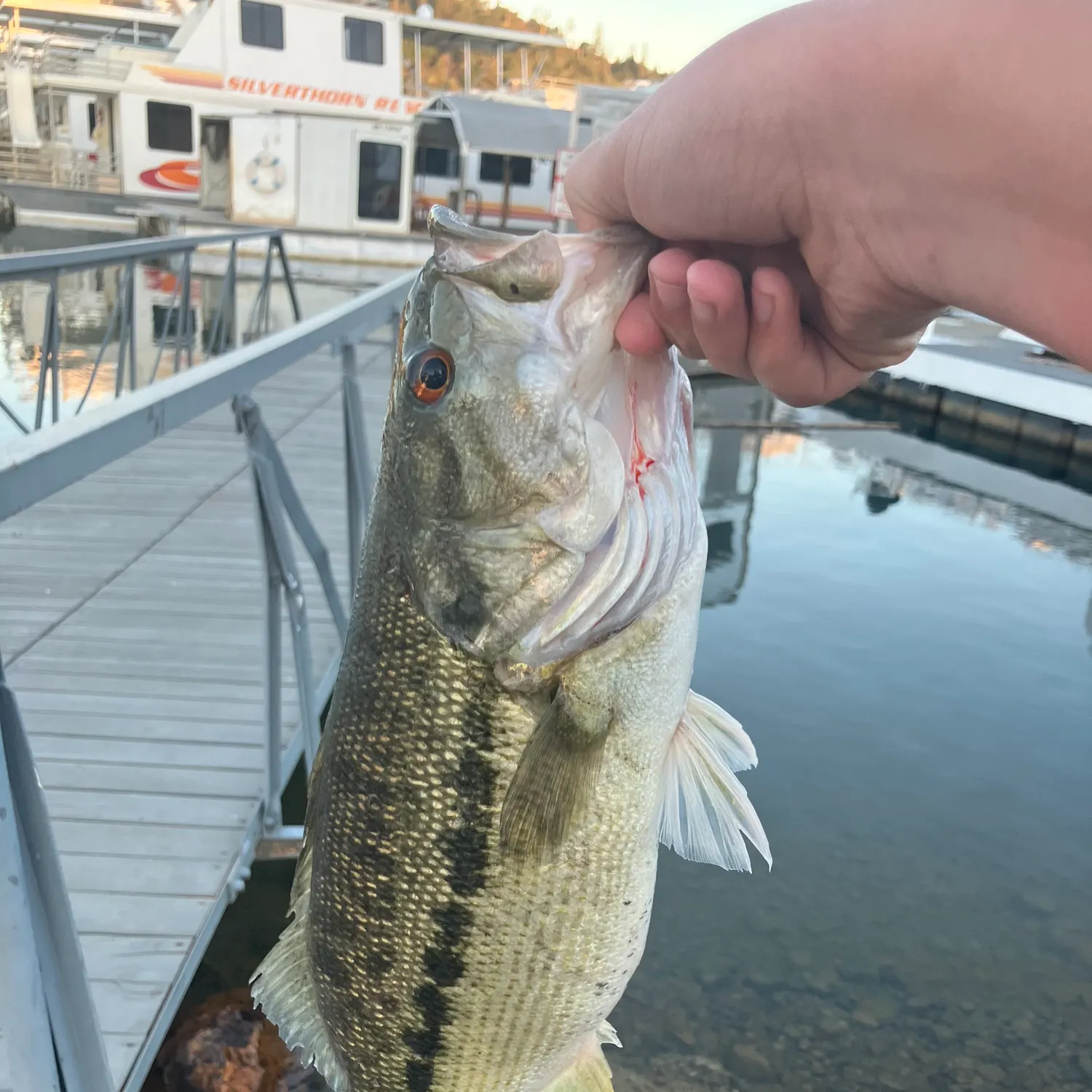 The most recent Spotted bass catches on Fishbrain