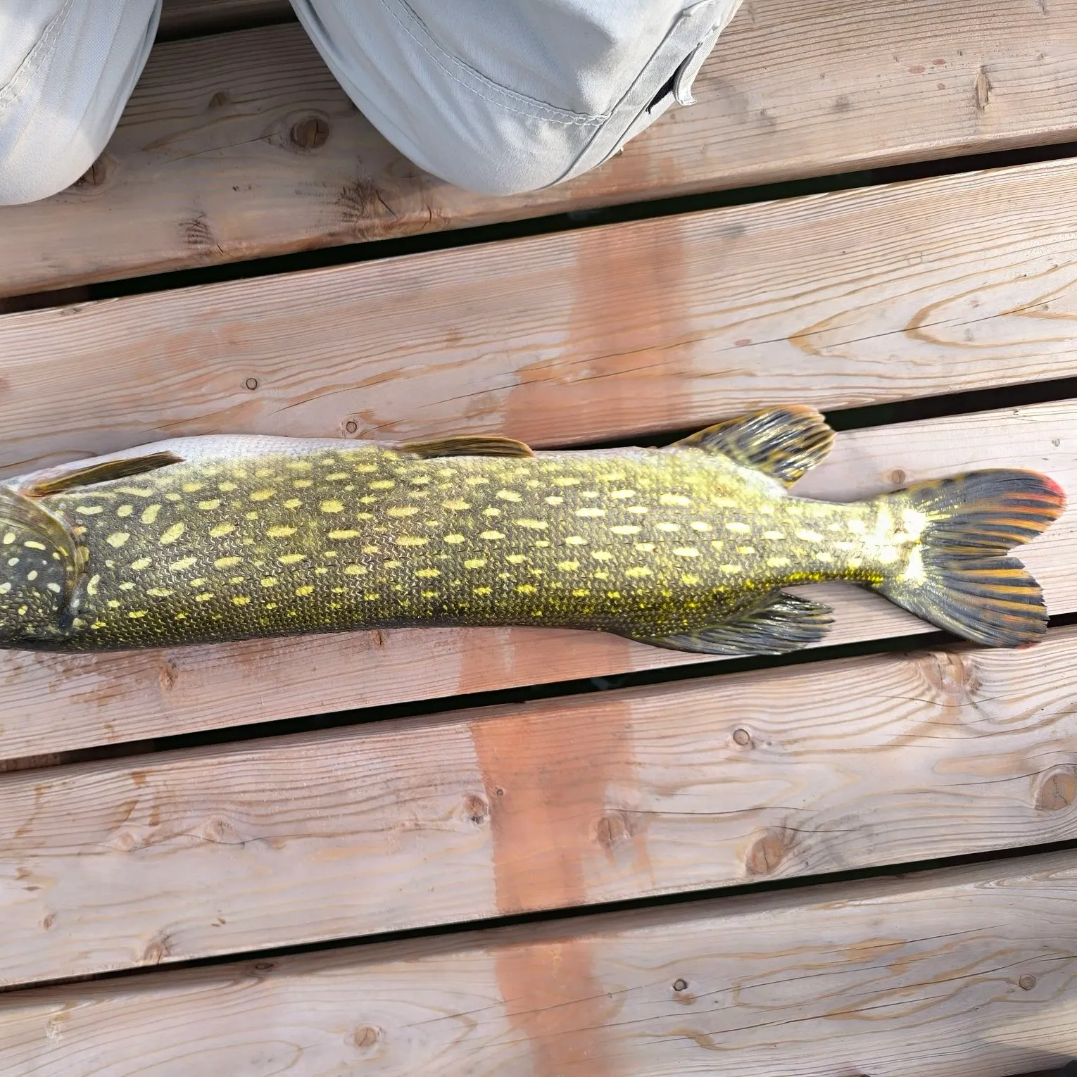 Northern pike caught on Fishbrain