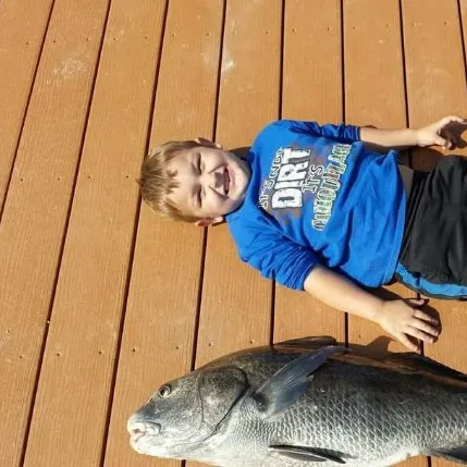 The most recent Great hammerhead shark catches on Fishbrain