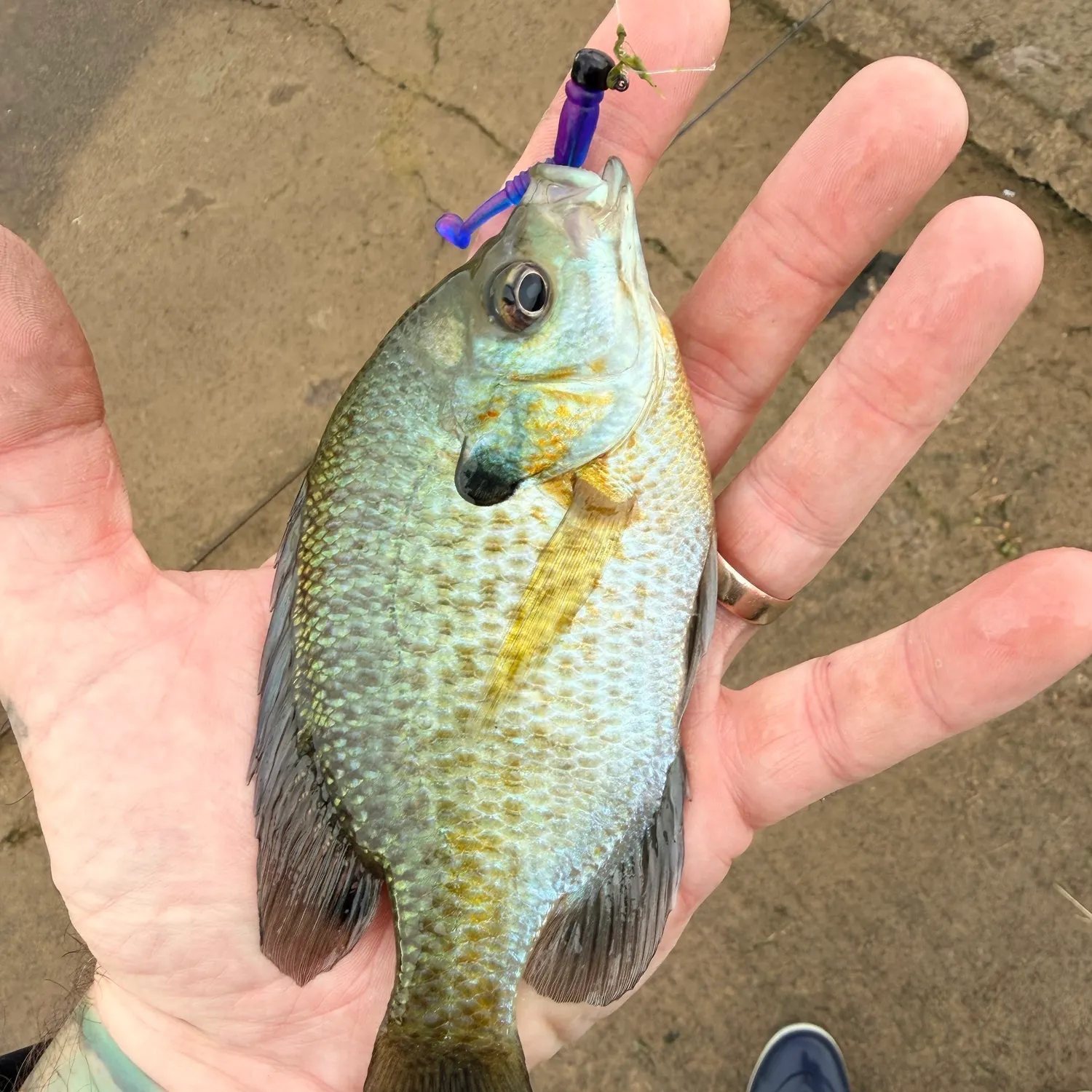 The most recent Redear sunfish catches on Fishbrain