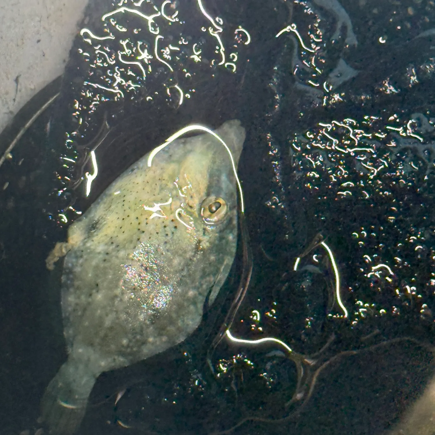 The most recent Orange-lined triggerfish catches on Fishbrain