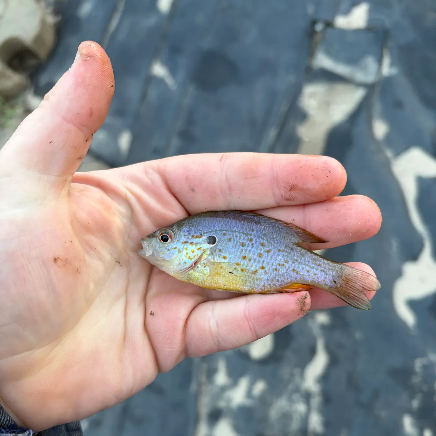 Orangespotted sunfish caught on Fishbrain