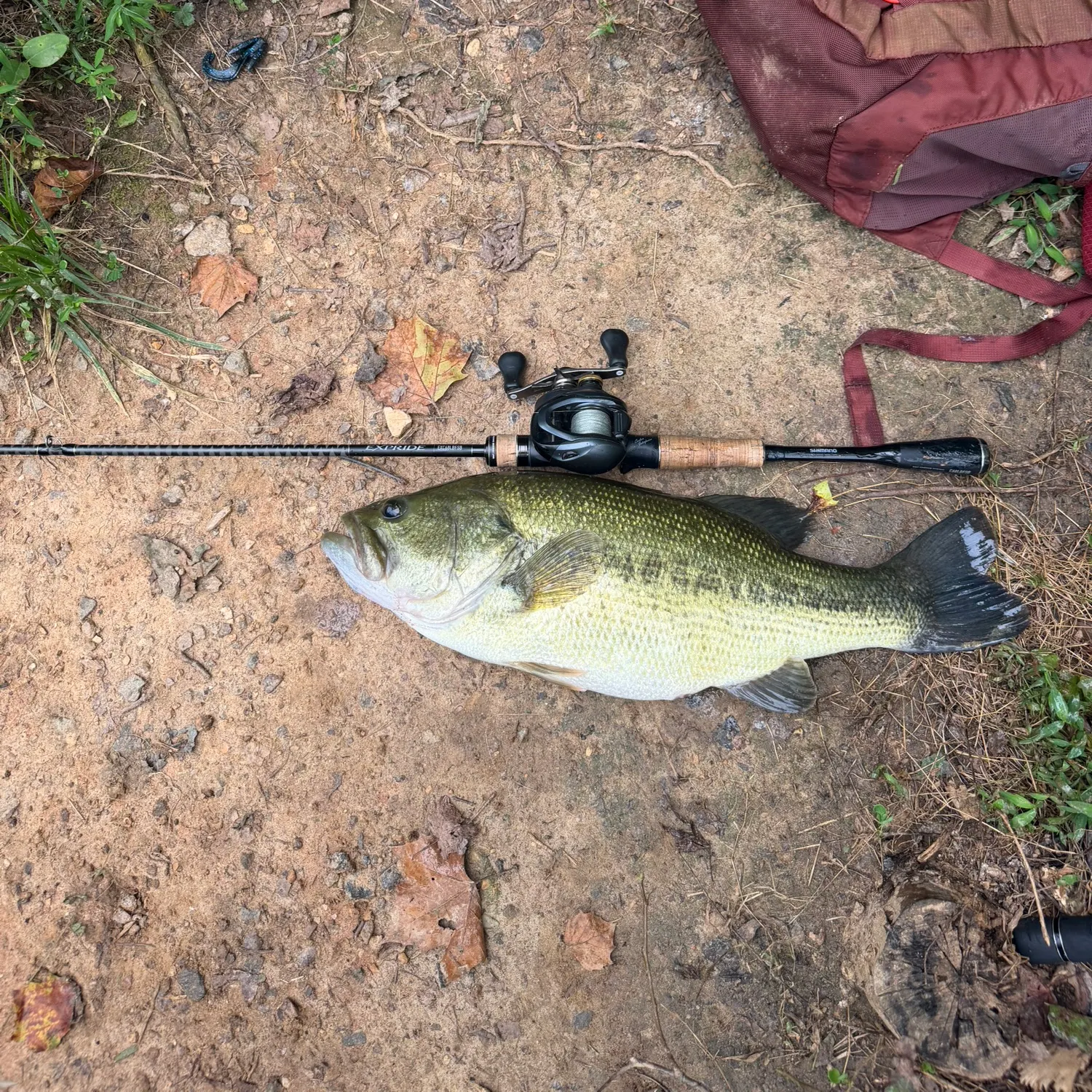Largemouth bass caught on Fishbrain