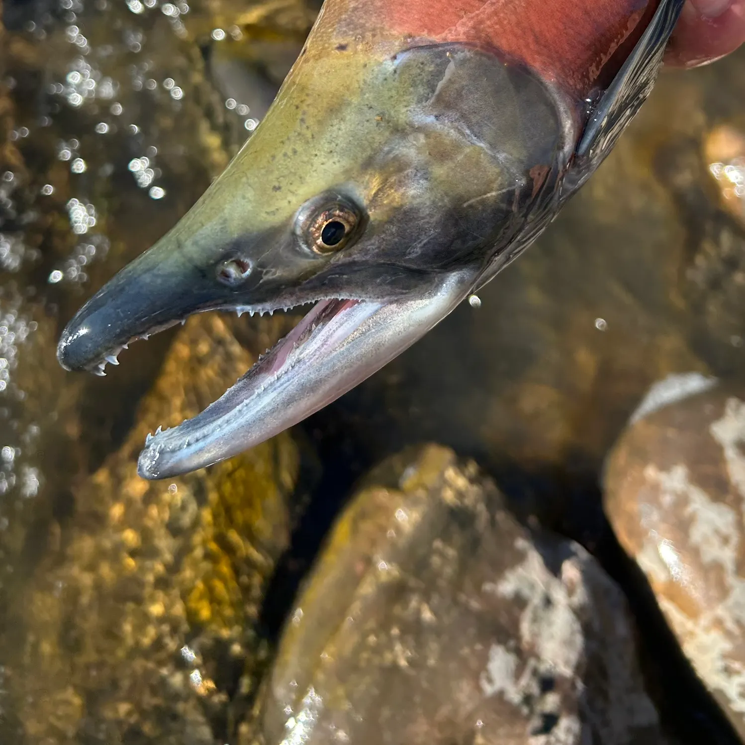 The most recent Kokanee salmon catches on Fishbrain