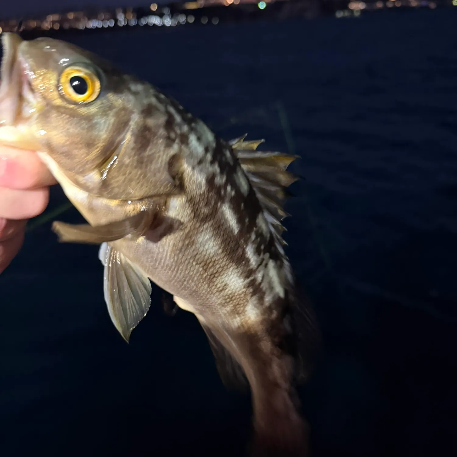 Kelp bass caught on Fishbrain