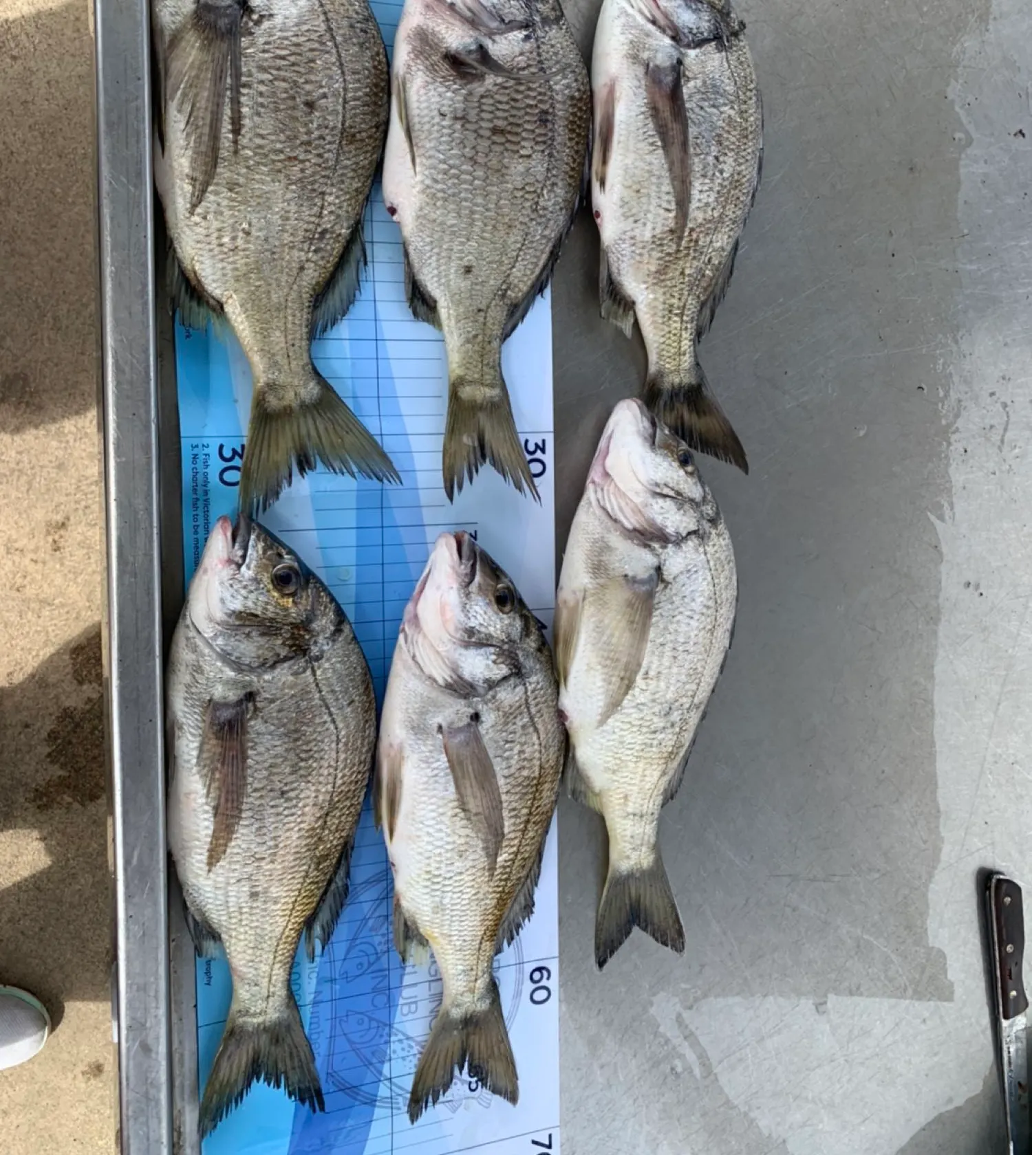 recently logged catches