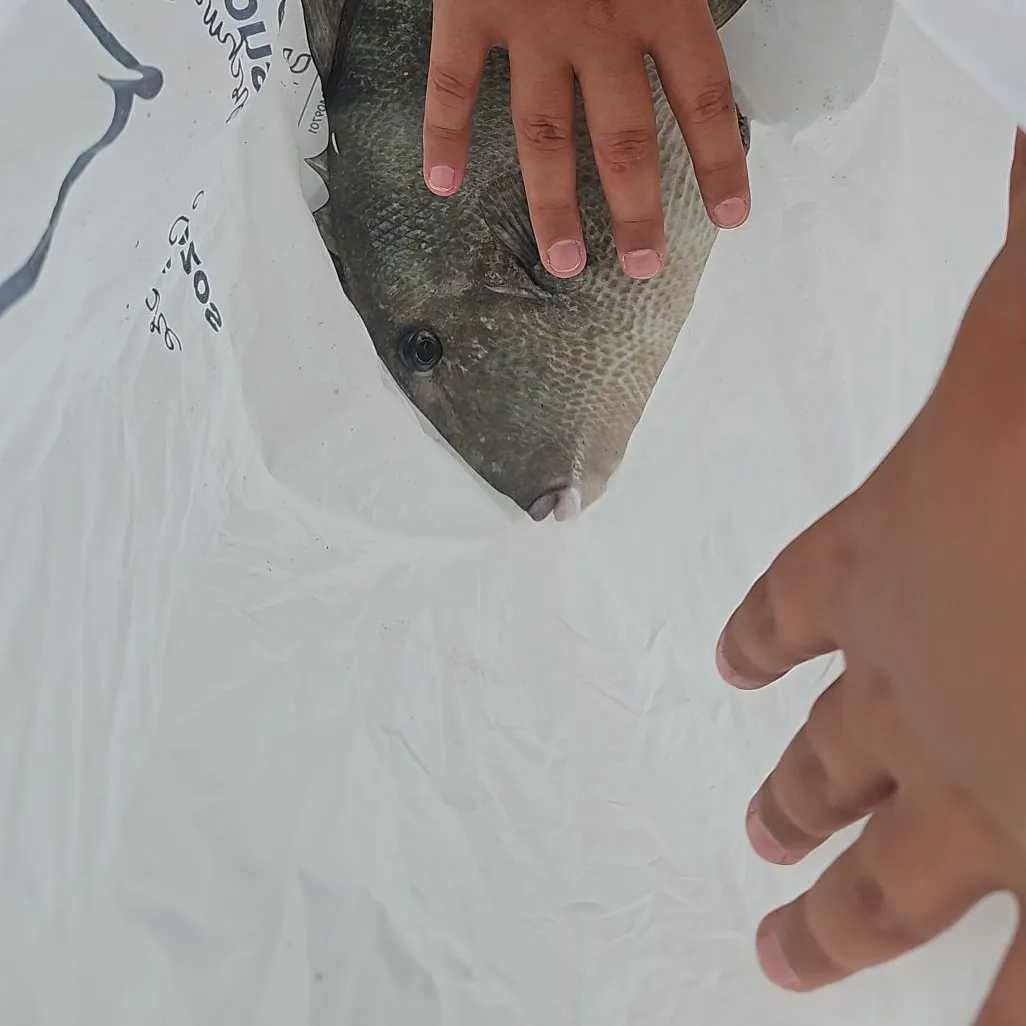 Grey triggerfish caught on Fishbrain