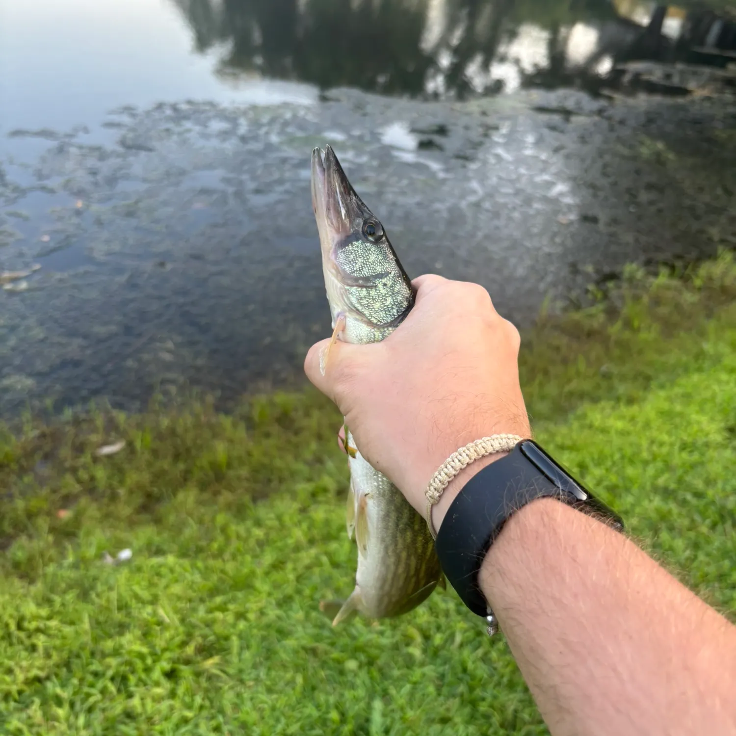 Chain pickerel caught on Fishbrain