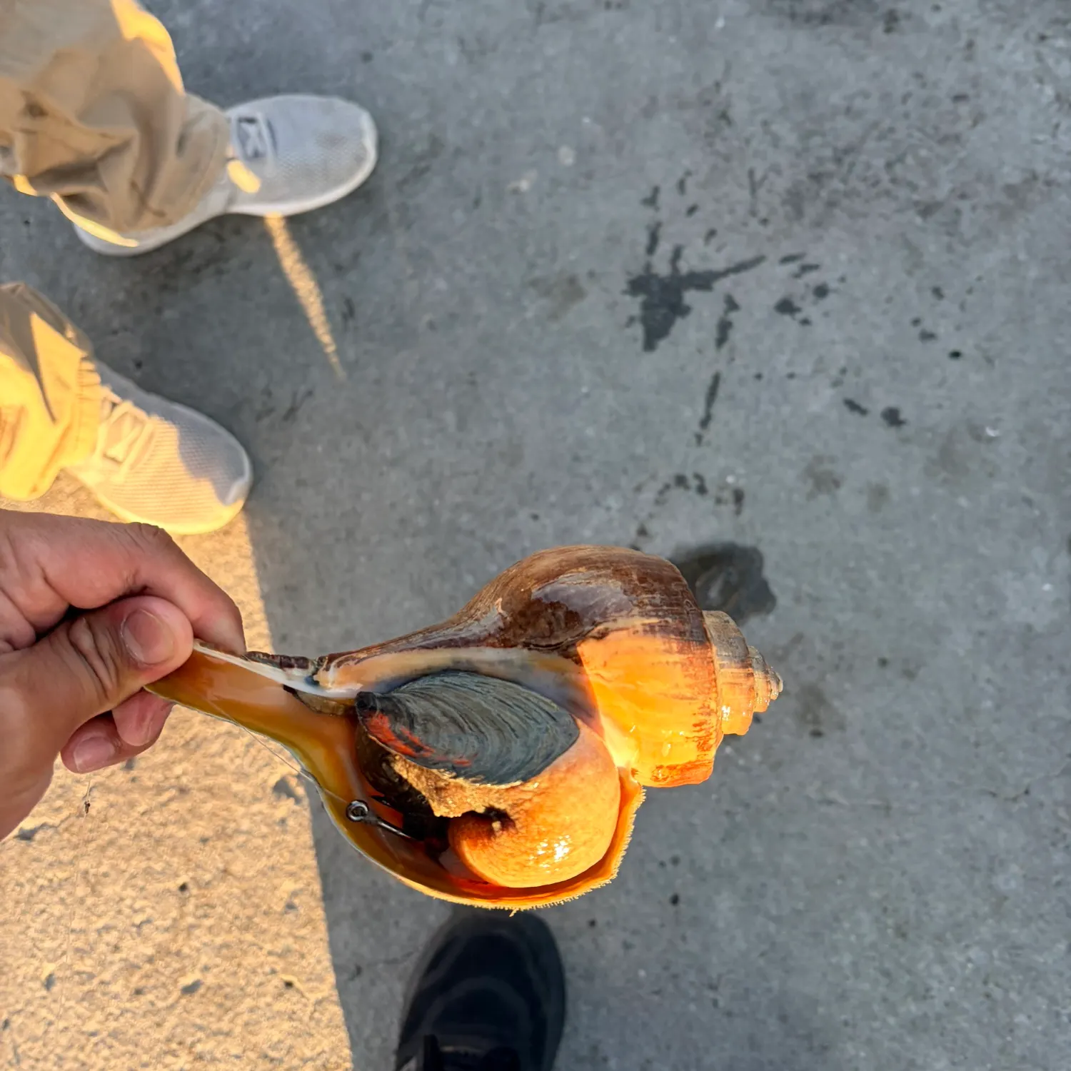 Channeled whelk caught on Fishbrain