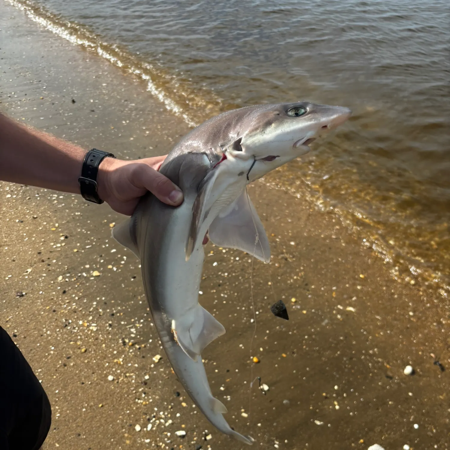Dusky smooth-hound caught on Fishbrain