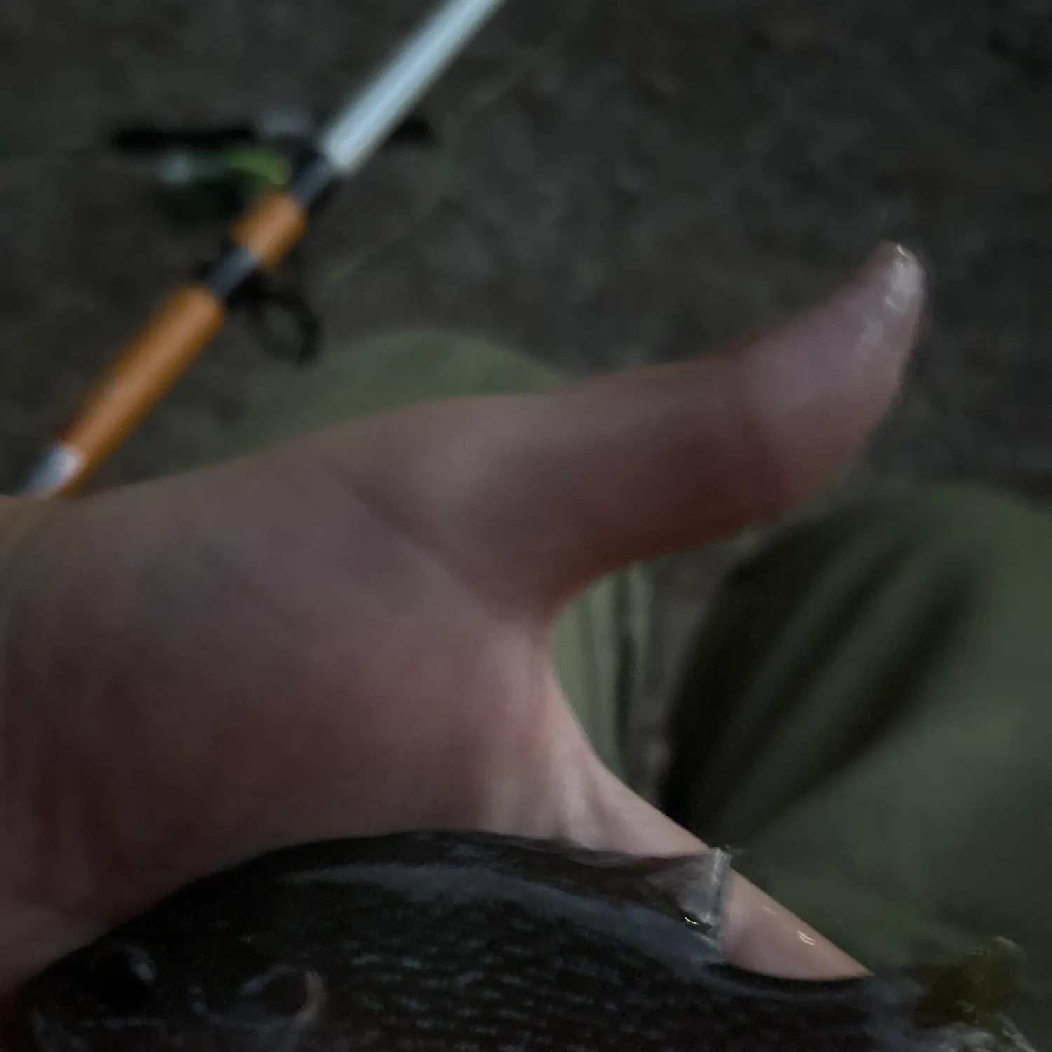 Fish caught on Fishbrain