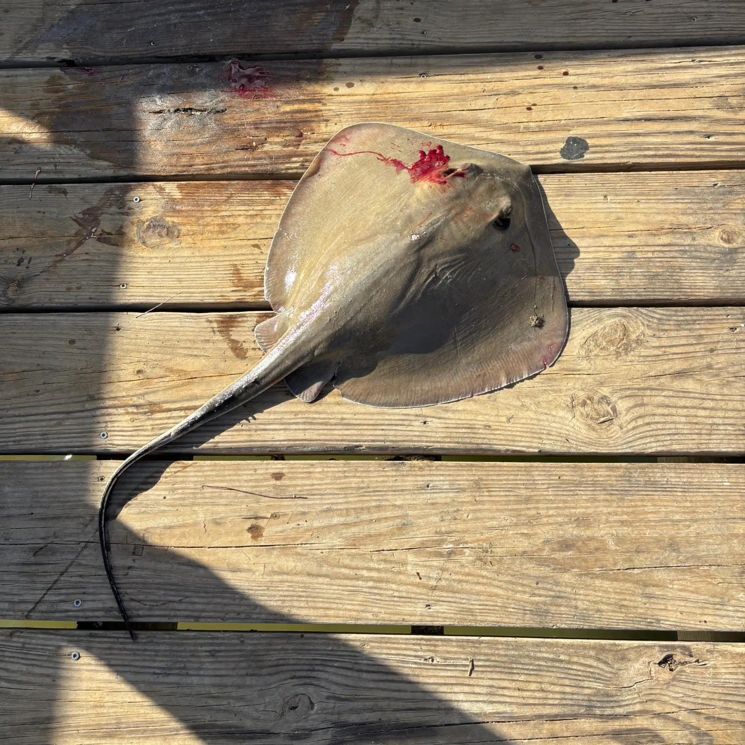 The most recent Atlantic stingray catches on Fishbrain