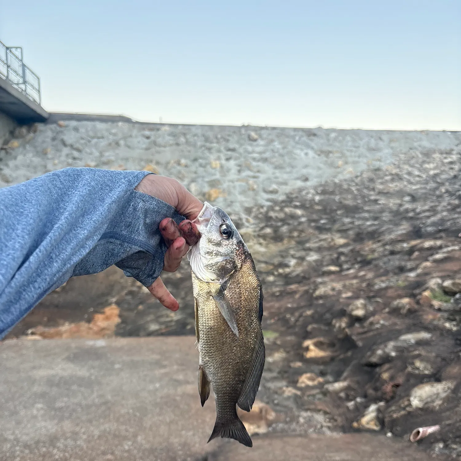 Freshwater drum caught on Fishbrain