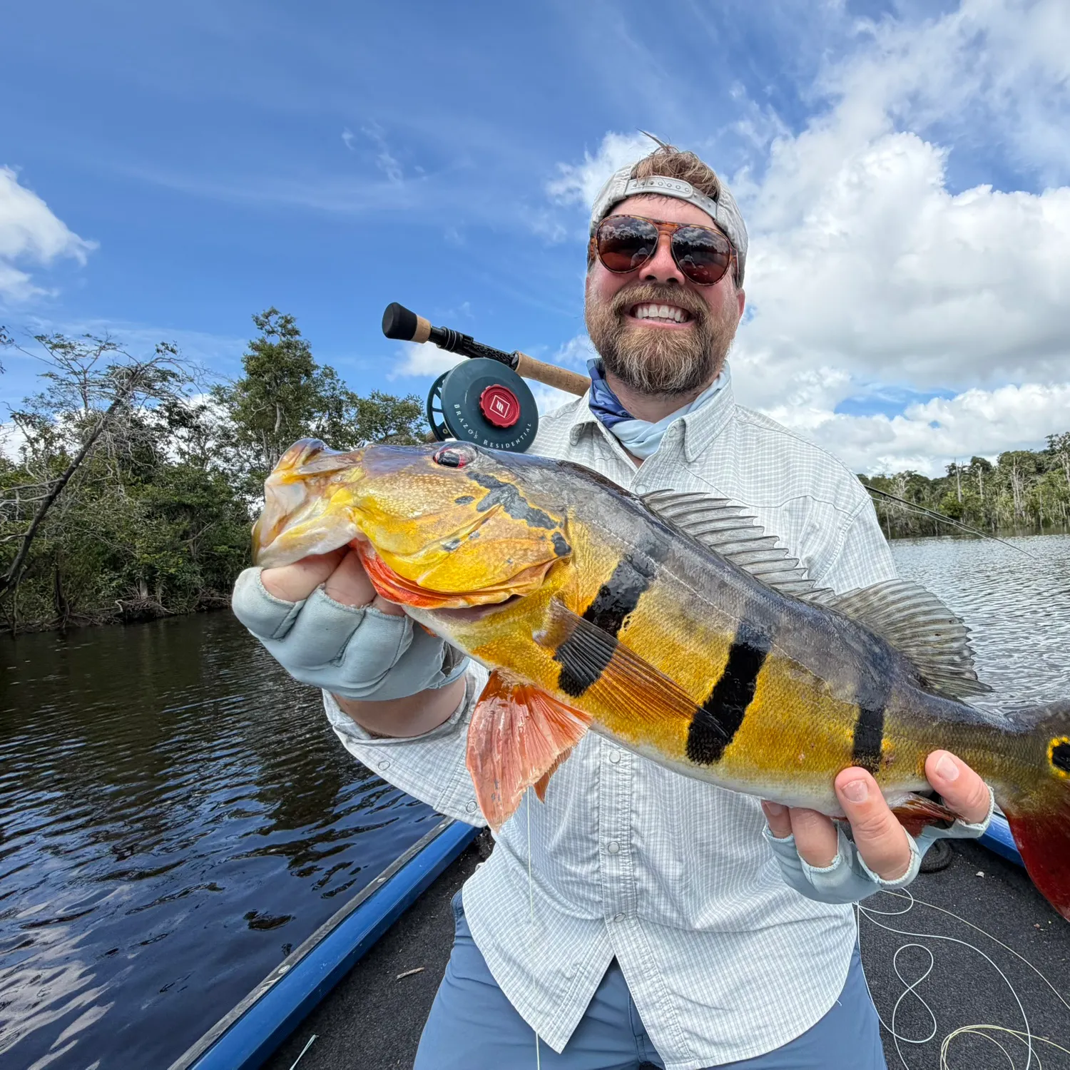 The most recent Speckled peacock bass catches on Fishbrain