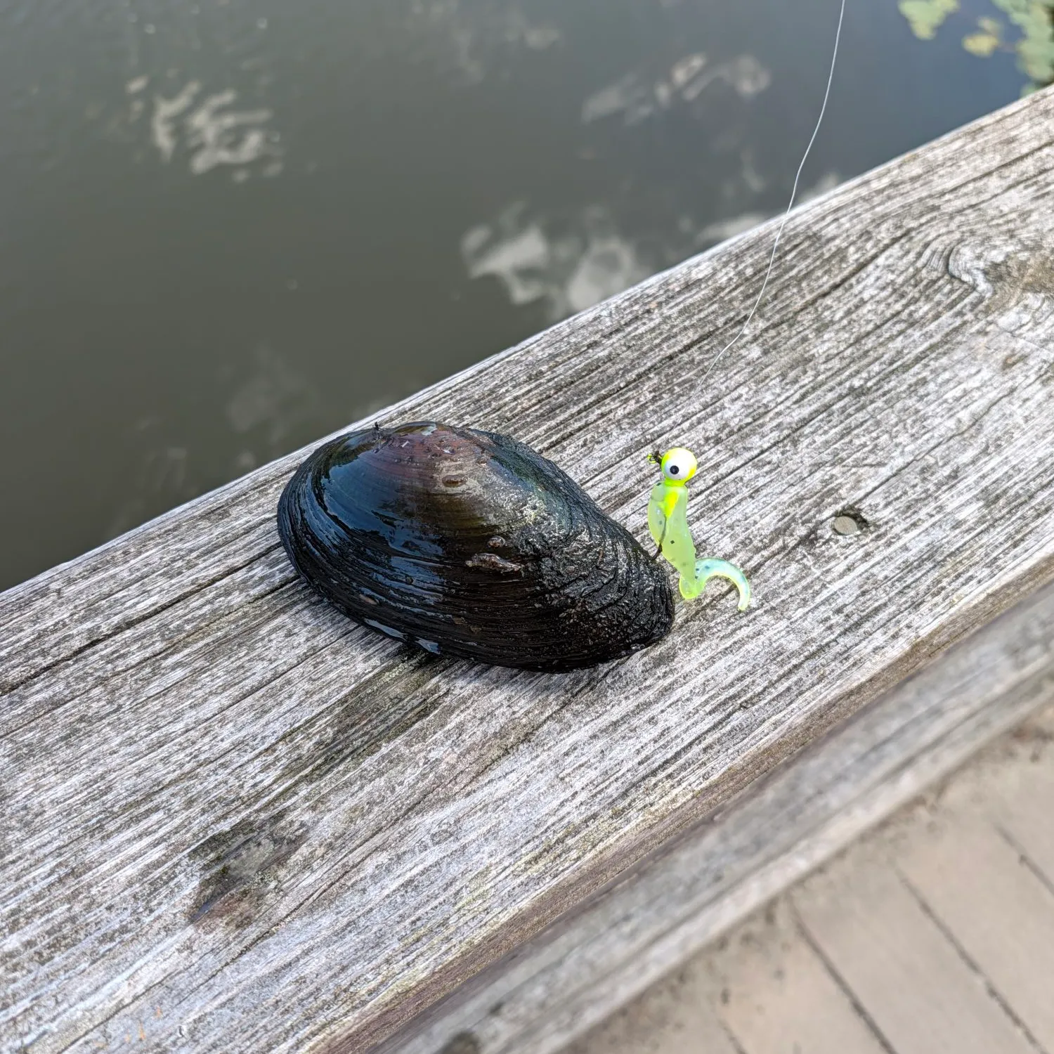 The most recent Three-ridge mussel catches on Fishbrain