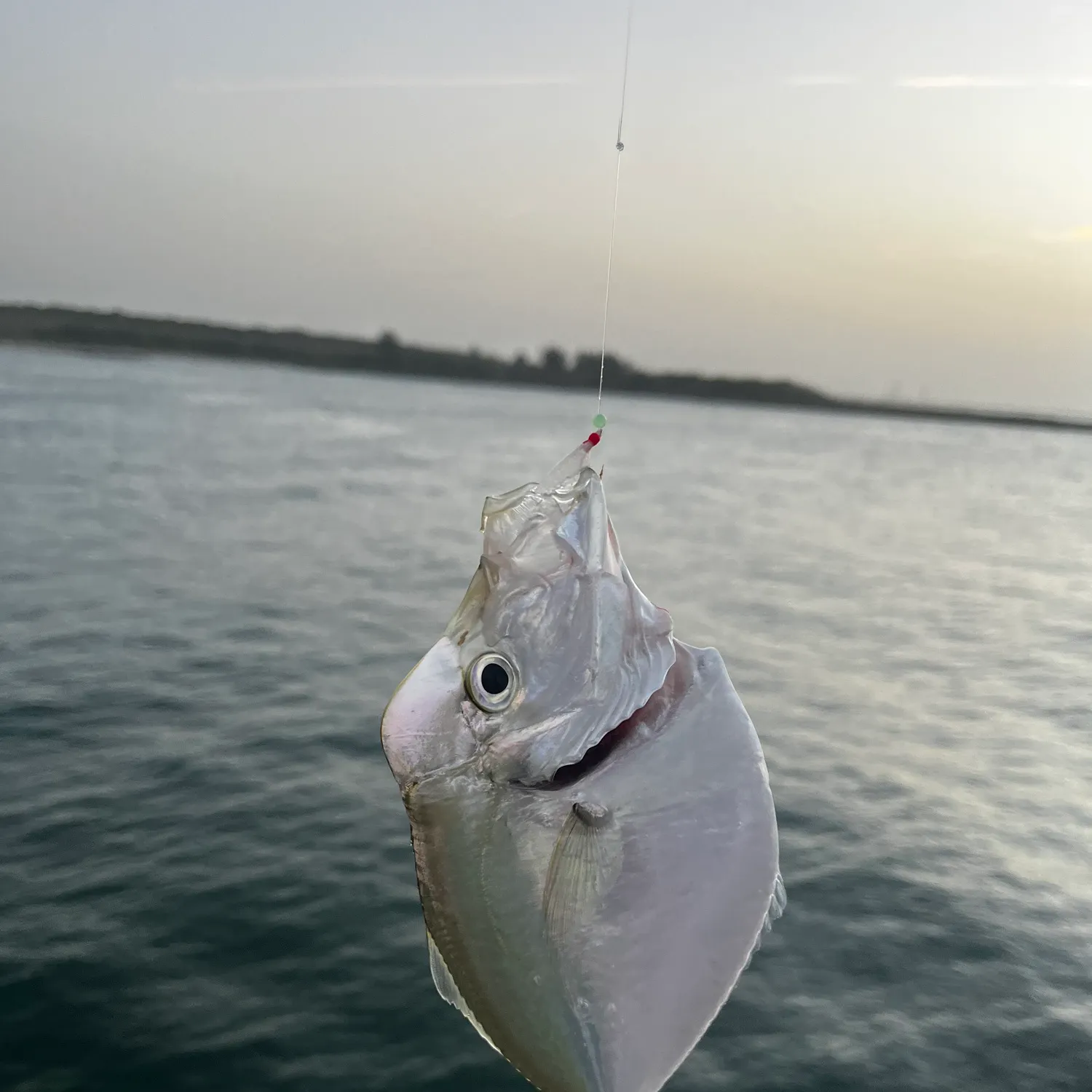 The most recent Lookdown catches on Fishbrain