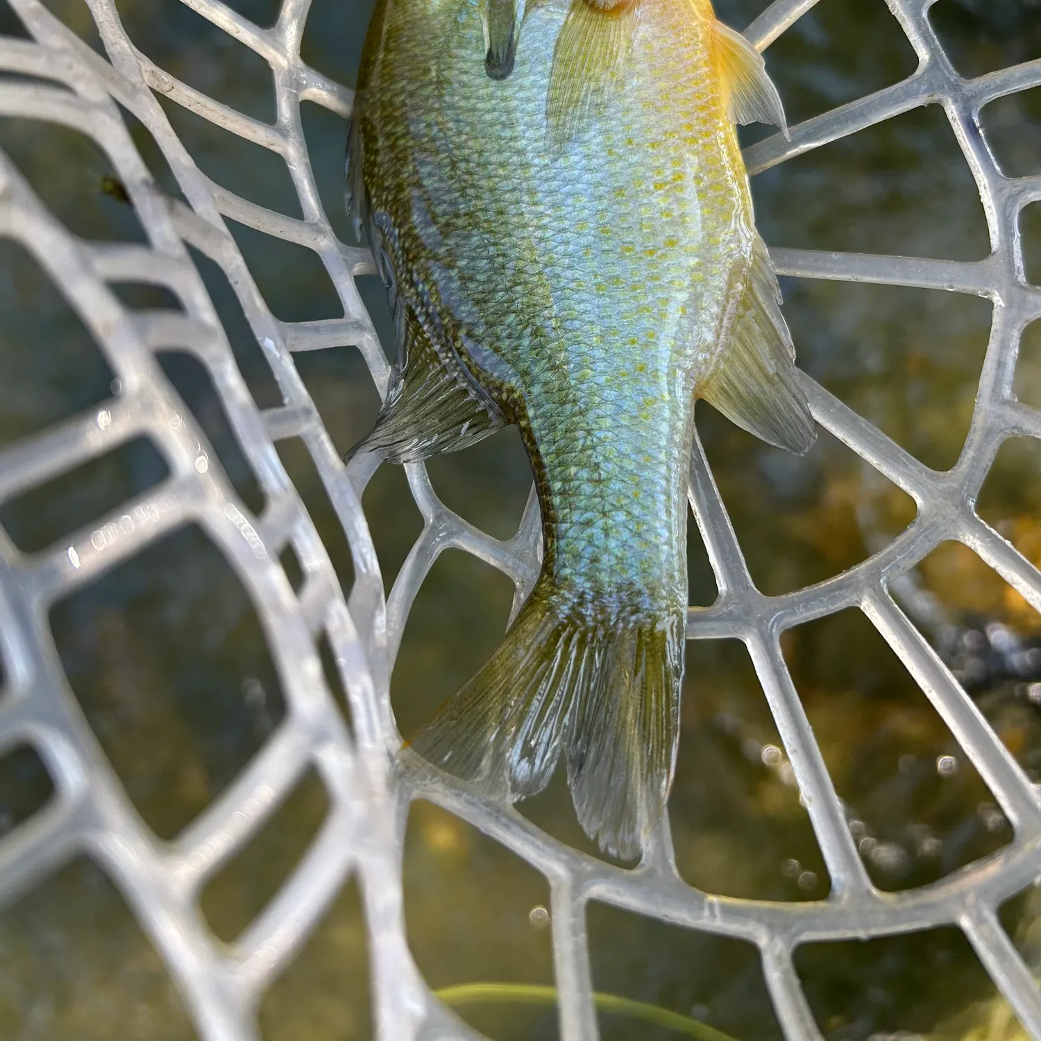 Redbreast sunfish caught on Fishbrain