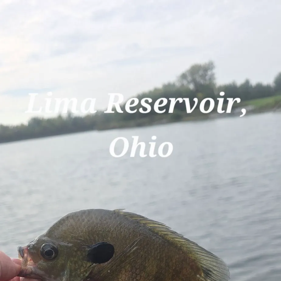 Bluegill x longear sunfish caught on Fishbrain