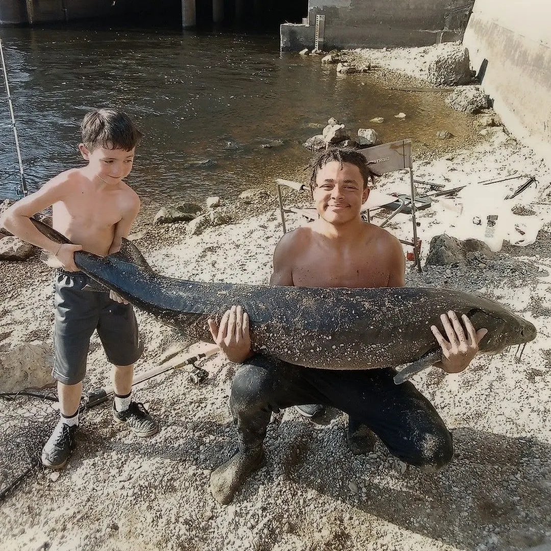The most recent Lake sturgeon catches on Fishbrain