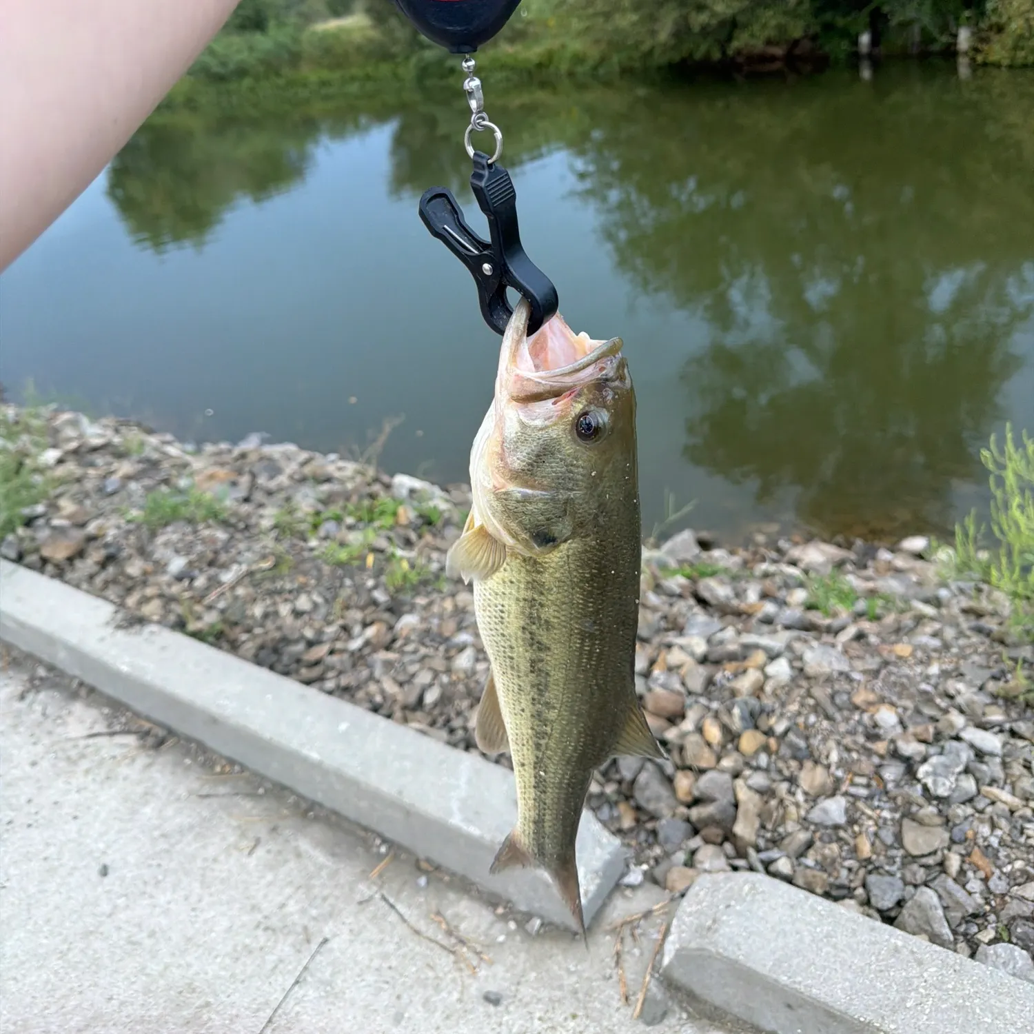 Largemouth bass caught on Fishbrain