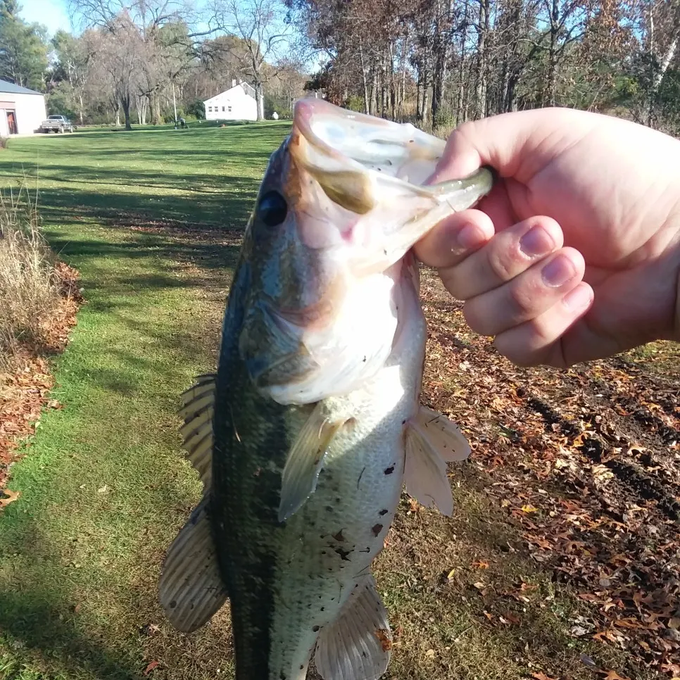 angler catch