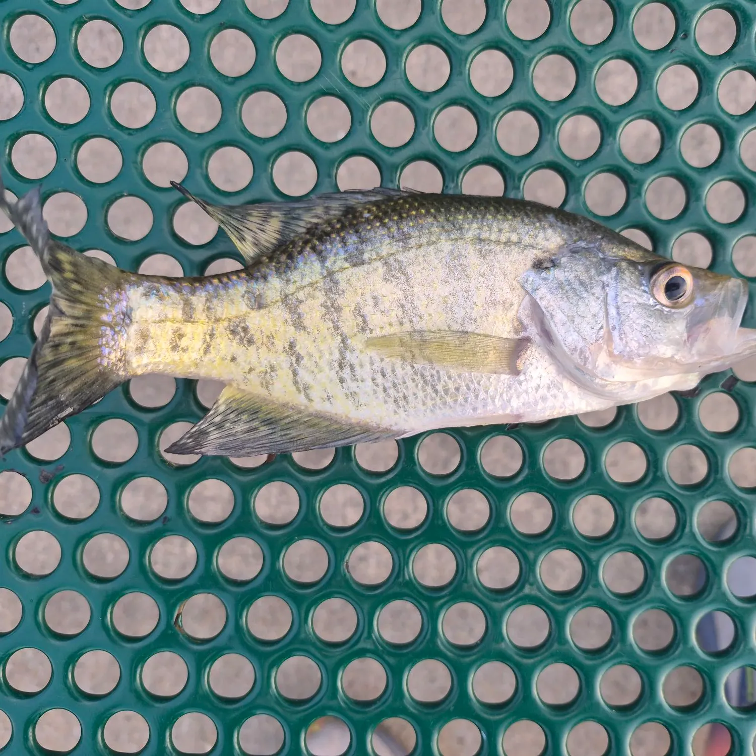 White crappie caught on Fishbrain
