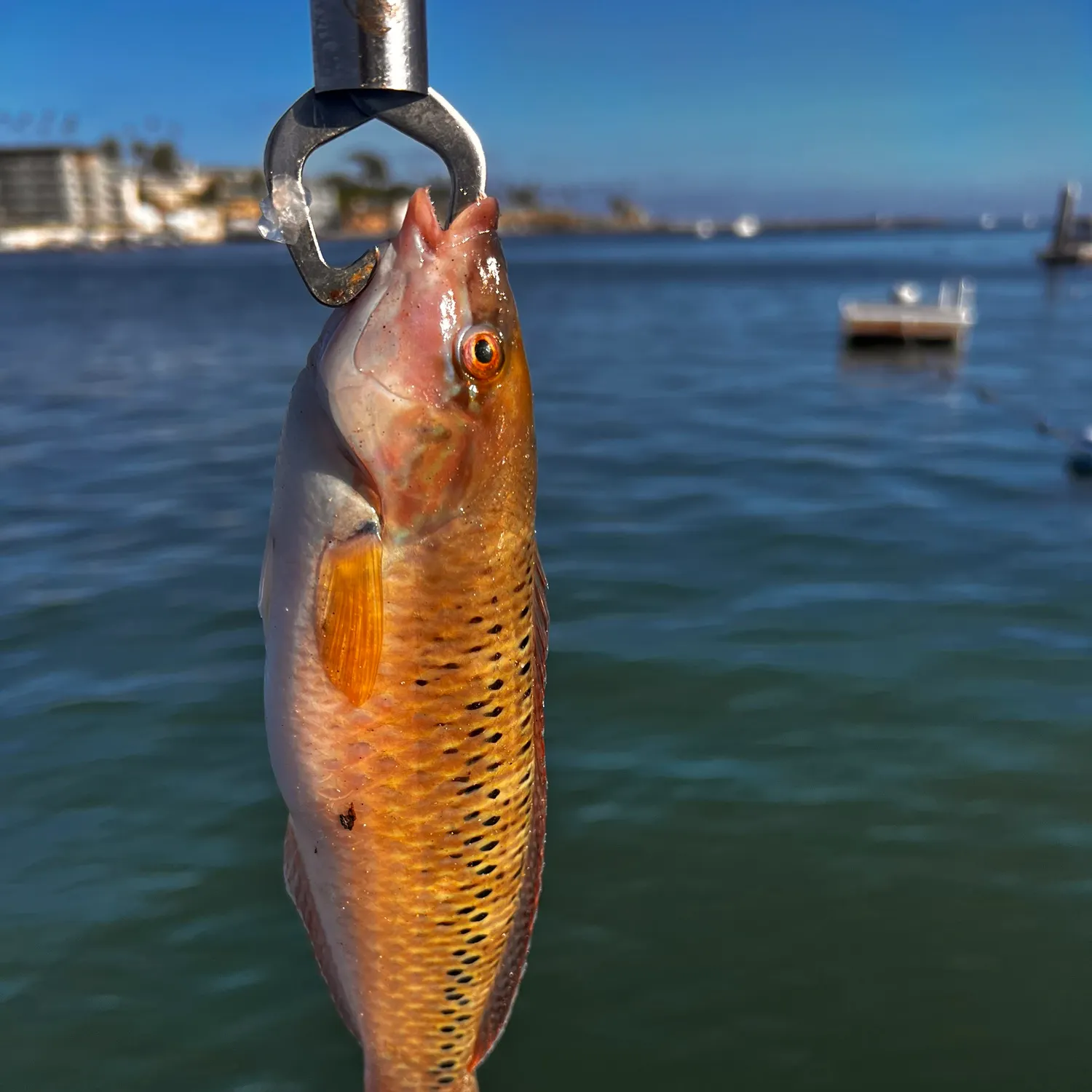 The most recent Rock cook catches on Fishbrain