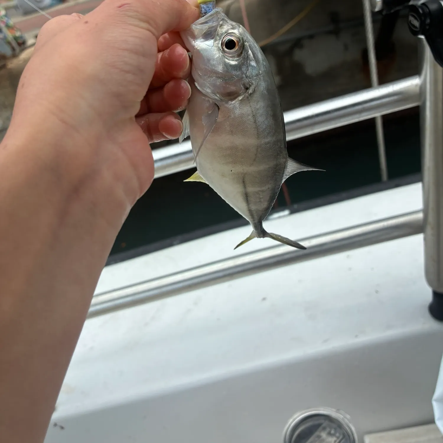 The most recent Bluefin trevally catches on Fishbrain