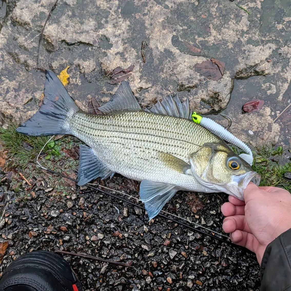 White bass caught on Fishbrain