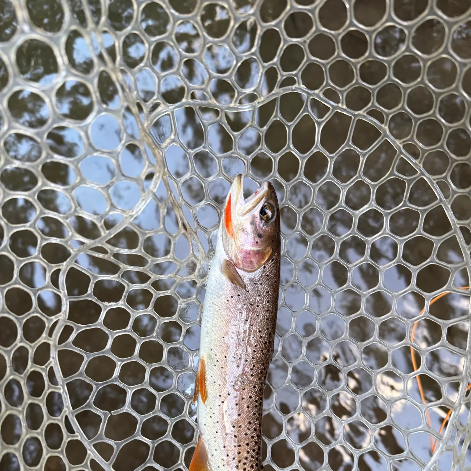 Bear River cutthroat trout caught on Fishbrain