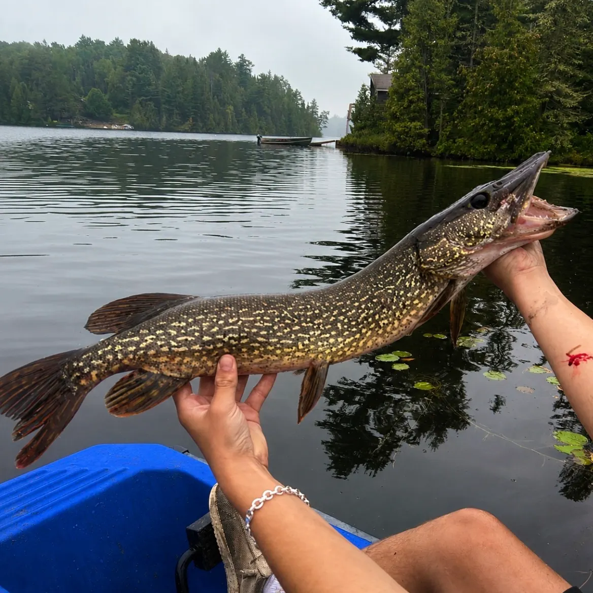 Northern pike caught on Fishbrain