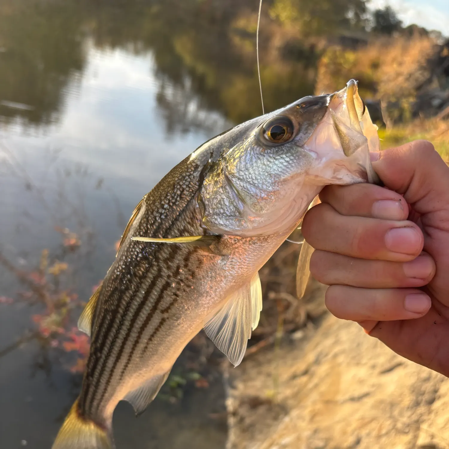 Striped bass caught on Fishbrain