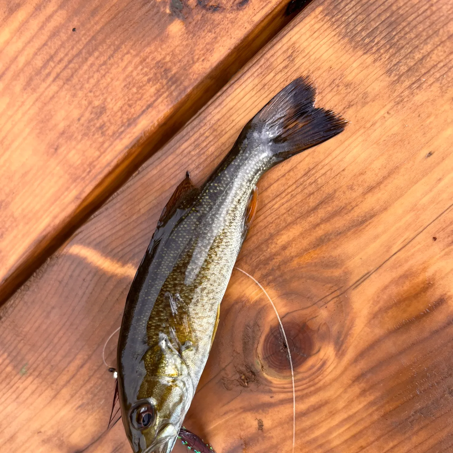 Smallmouth bass caught on Fishbrain
