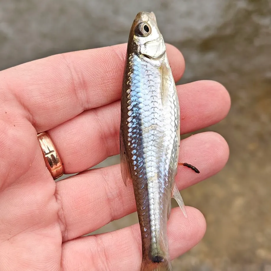 The most recent Spottail shiner catches on Fishbrain