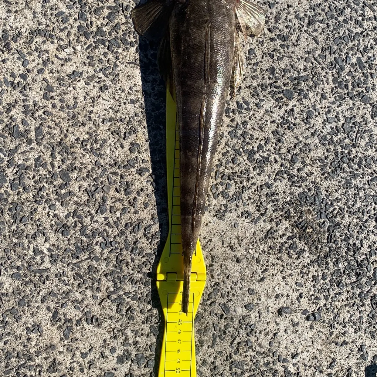 Dusky flathead caught on Fishbrain