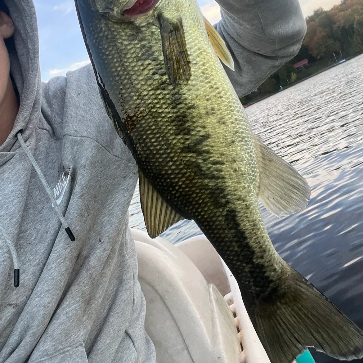 Largemouth bass caught on Fishbrain